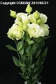 Eustoma Voyage Green